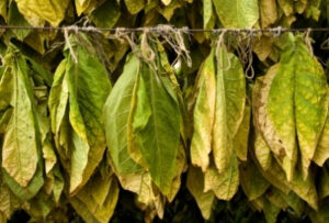 собранные листья табака